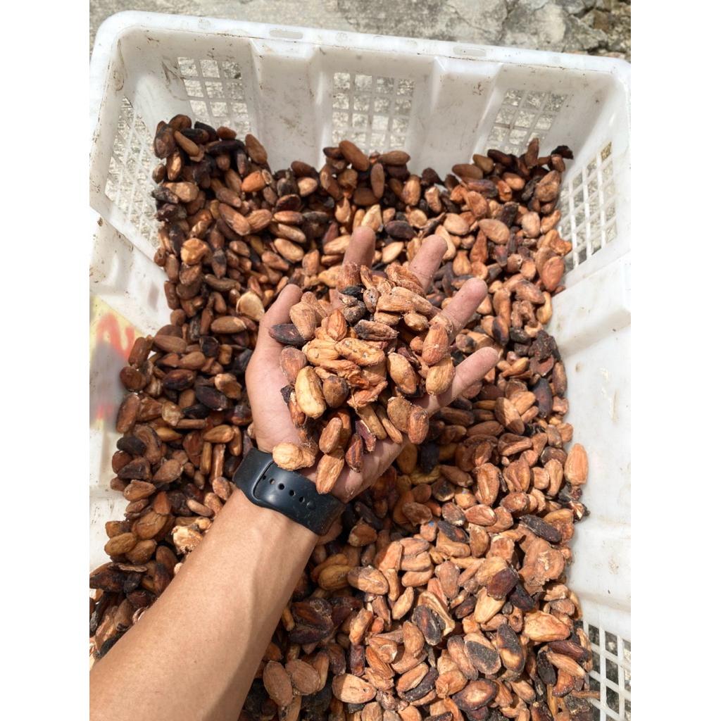 Biji Cokelat asli kering dan bersih 1 kg